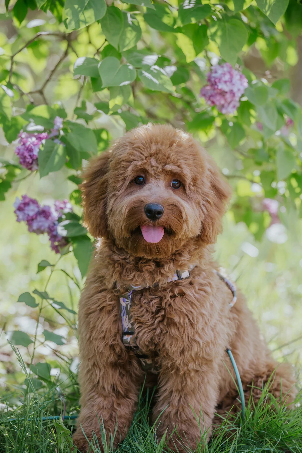 Brązowy pies rasy labradoodle siedzi na trawie, wydając język, z kwitnącym krzewem lilii w tle.