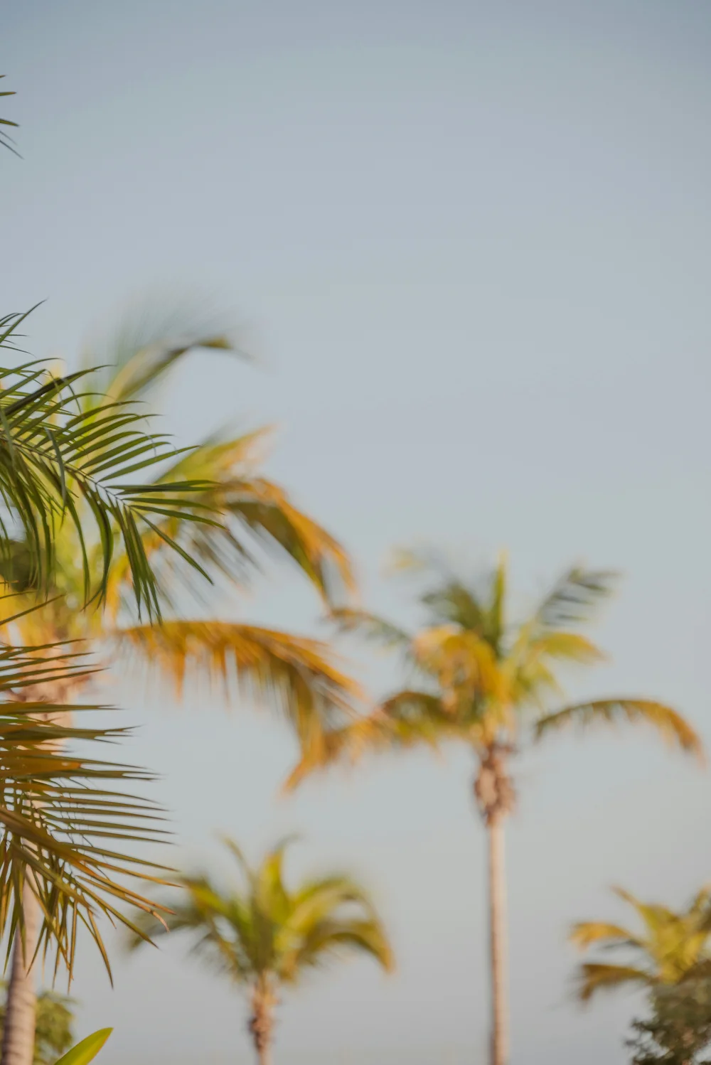 Palm trees swaying in the breeze against a soft, pale sky, with some leaves in focus and others blurred in the background.